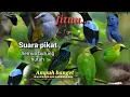 Download Lagu SUARA PIKAT SEMUA BURUNG HUTAN...PALING JITU...PALING AMPUHH...