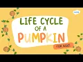 Life Cycle of a Pumpkin for Kids Learn About Pumpkins Twinkl USA