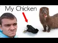 This Strange Animal is Killing All My Chickens