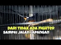 Download Lagu Perjalanan murai batu yang tidak punya mental fighter sampai mau jalan lapangan