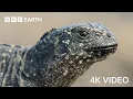 Iguana vs Snakes | 4K UHD | Planet Earth II | BBC Earth