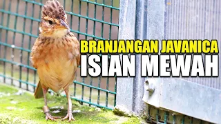 kicau burung branjangan javanica isian mewah di kandang aviary sederhana