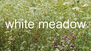 white meadow cricket sound wierszcze relaxing nature video hnvs