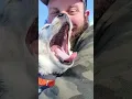 Download Lagu Puppy gaapt #dogsoftiktok #hond #grappigevideo #hondenvideo #grappigehond #interessant