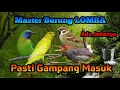 Lagu Masteran Burung Lomba,#burung #masteran #muraibatu #cucakijo #kacer