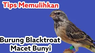 Download Tips Memulihkan Burung Blackthroat yang macet Bunyi @TrisaktiBirdFarm1 [Serial Burung Blackthroat] MP3