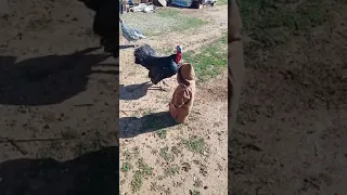 شاهد حتى نهاية ماذا سيفعل هذا ديك رومي مع طفل صغير لؤي 