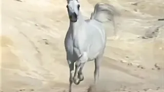 وخاصمني يا زماني دندنها