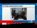 Four kittens left abandoned in sealed carboard box during extreme heat in CT
