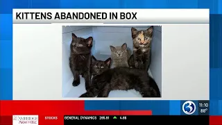 Four kittens left abandoned in sealed carboard box during extreme heat in CT
