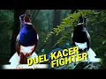 Download Lagu KACER NYAUT || dalam hitungan detik semua jenis kacer pasti nyaut