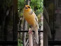 Download Lagu MASTERAN KENARI | F1YS GACOR | SRNT CANARY #birds #birdsinging #kenari