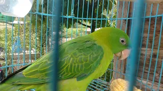 suara pikat burung betet yang ampuh