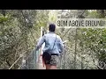 EXPLORING TREETOPS FROM SUSPENDED BRIDGE O Reilly s Rainforest