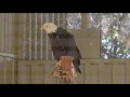 San Diego Zoo examines Jackie s death