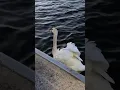 Download Lagu Ein prächtiger weißer Schwan breitet seine Flügel aus 😍