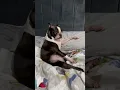 Life with a Boston Terrier Compilation 1