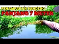 Lagu Rekor Ikan Bandeng Terbesar Di Dunia