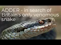 ADDERS - in search of the UK's only venomous snake.