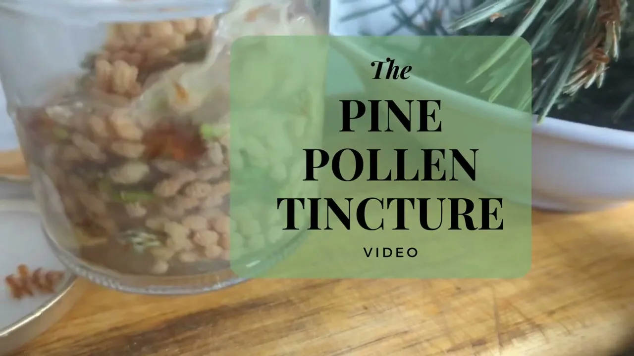 Pine Pollen Tincture: A Natural Remedy for a Variety of Health Conditions 