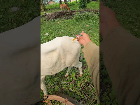 penyuntikan vitamin gacor pada sapi #cow #animals #shorts