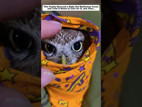 This Family Rescued a Baby Owl Bullied by Crows and Took It Home to Care for It, and Then…