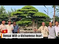 Download Lagu Bonsai With a Vietnamese Heart #antaybonsai #bonsai #bonsaivietnam