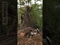 Download Lagu Mikat Burung Kacer tarung kicau suara asli hutan