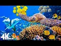 Download Lagu 3 HOURS of 4K Underwater Wonders 🌊 Relaxing Ocean Music with Coral Reefs \u0026 Colorful Sea Life in UHD