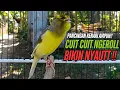 Download Lagu SUARA Kenari GACOR PANJANG Pancingan \u0026 masteran Kenari Paud AGAR gacor AMPUH Kenari MACET bunyii