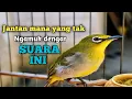 Download Lagu Pleci betina birahi perangsang gacor 