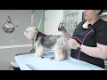 Yorkie Poo Dog Grooming Tip - Clipping in Reverse