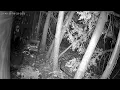 Download Lagu Animal captured