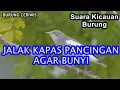 Suara Kicauan Burung Jalak Kapas, Jalak Sutra Pancingan Jalak Kapas Bisu Agar Bunyi