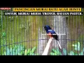 Download Lagu MURAI BATU GACOR ~ FULL ISIAN CUCAK CUNGKOK - PANCINGAN MURAI AGAR BUNYI  - MASTERAN MURAI BATU