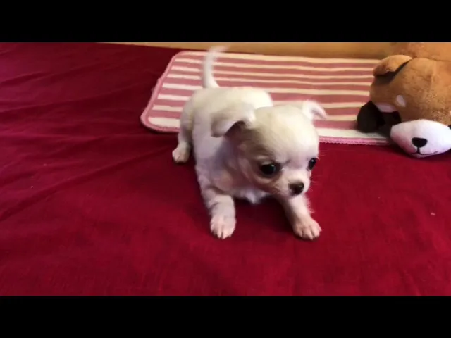 動画