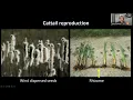 125 Cattails friend or foe 20230816