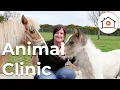 It s all about the Horses Inside Ireland s Animal Clinic S1 Ep3