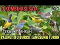 Lagu Suara Pikat Burcil | Suara Pikat Sogon, prenjak, kemade liar terbukti ampuh 