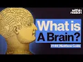 The Most Complicated Thing in the Universe What is the Brain