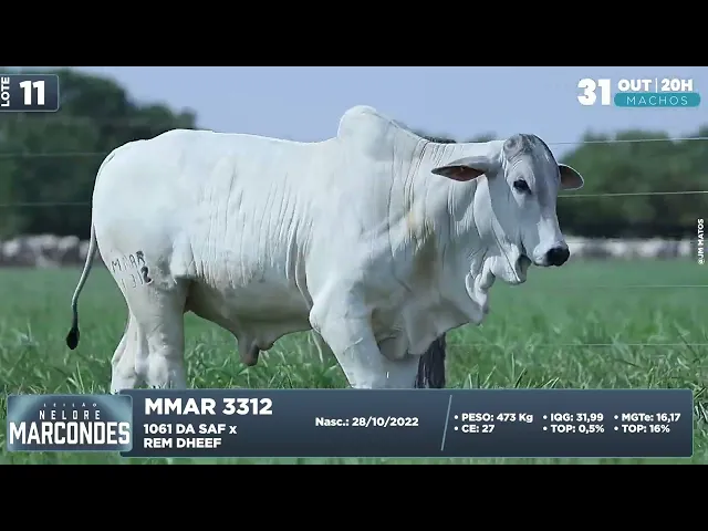 Bezerro Nelore MMAR-3312