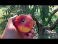 BuenOs NJF 18 Donut Peach Tasting