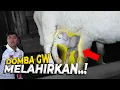 Lagu TEREKAM JELAS DETIK DETIK DOMBA GW MELAHIRKAN..!