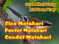 Download Lagu PENTET MATAHARI SUARA PIKAT | CENDET MATAHARI SUARA PIKAT | CICA MATAHARI SUARA PIKAT