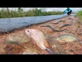 amazing fishing! catch big catfish on the road after raining by hands, easy catch
