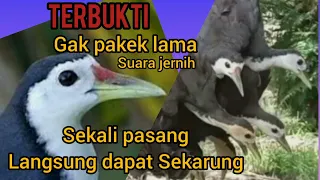 suara pikat ruak 