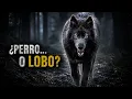 BLUE BAY SHEPHERD El Perro LOBO Mas Misterioso y Polemico del Mundo Experimento o Mascota