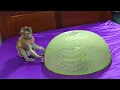 Download Lagu Wow Smartest Monkey Dodo So Much Worry And Rescue Small Donal From Food Cover
