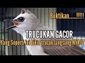 Lagu Buktikan...!!! Belum 3 Menit..Suara Trucukan Ini Ahlinya Bikin Trucuk Seketika Langsung NYAUT