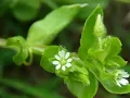 Download Lagu Common Chickweed, Stellaria media, chickenwort, craches, maruns, winterweed